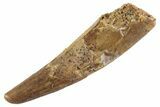 Fossil Pterosaur (Siroccopteryx) Tooth - Morocco #359962-1